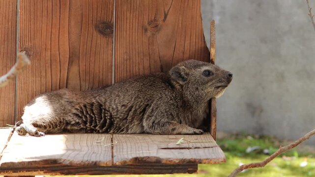 Cape hyrax chewing while lying on its stomach, animal