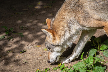 Fototapeta premium Sniffing Wolf – Side View of Head and Neck Close to the Ground