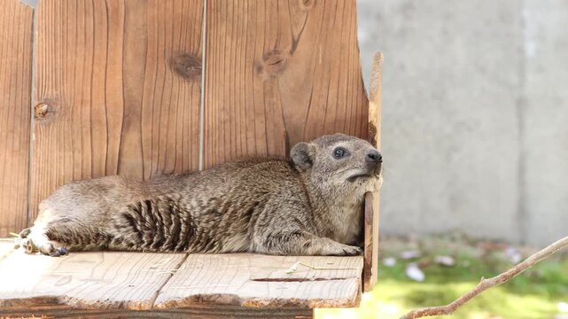 Cape hyrax dozing on its stomach, animal
