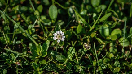 Obraz premium Springtime saxifraga floral background with lush foliage