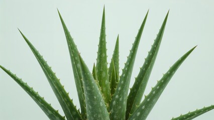 Succulent Aloe Vera Herb