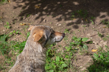 Wolf in the Woods – Mysterious Back View of Head and Neck