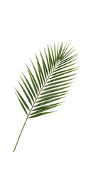 Fototapeta premium Isolated palm frond elegance, minimal botanical study, serene organic form against isolated