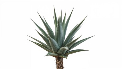 Single Sisal Agave on Plain White Surface