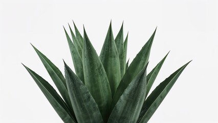 Fototapeta premium Single Agave Plant on a White Backdrop