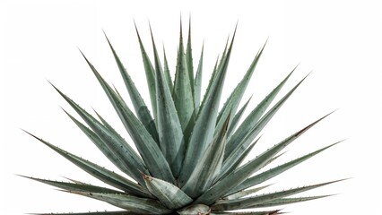 Tropical agave featuring sharp thorns, set on an isolated white background with clipping path