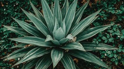 Fototapeta premium Attractive Agave attenuata plant with striped thick foliage, great for decorative purposes and aesthetic appeal.