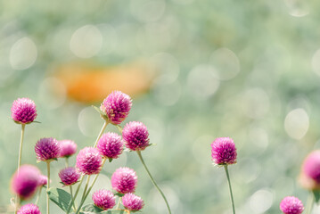 Flower (Globe Amaranth) purple color in garden