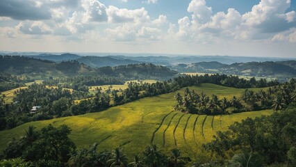 Naklejka premium Overhead perspective of rice plantations surrounded by greenery and a palm tree