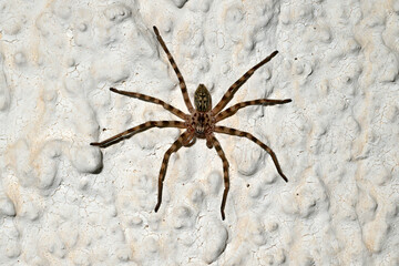 Riesenkrabbenspinne // Walckenaer's Huntsman Spider, stone huntsman spider (Eusparassus walckenaeri) - Messinien, Peloponnes, Griechenland