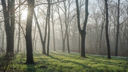 Obraz premium A journey amidst the February trees