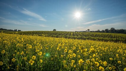 Fototapeta premium A field of golden wildflowers blooming in a rural setting during spring