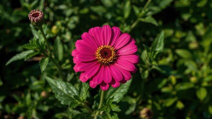 A bright pink zinnia blossom flourishing amid a rich green garden, highlighting the charm of nature.