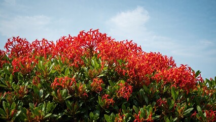 A colorful group of red Ixora chinensis flowers flourishing beside verdant greenery