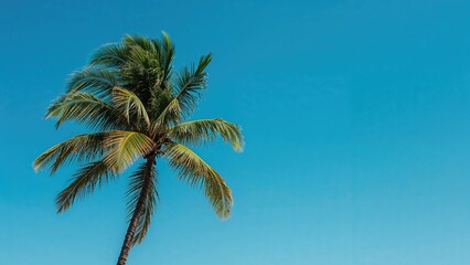 A single palm tree dances in the breeze under a striking blue sky, its lush leaves enhancing a tropical atmosphere. Perfect for projects focused on exploration, nature, and relaxation.