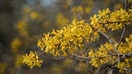 Yellow Forsythia shrub adorned with fresh blossoms against a gently blurred background