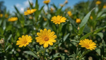 Obraz premium Bright yellow blossoms with lush green foliage