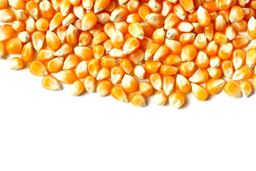 Yellow raw unpopped popcorn kernels
