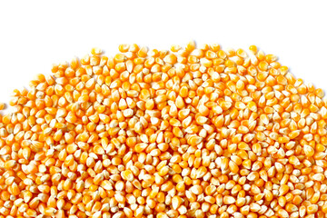 Yellow raw unpopped popcorn kernels