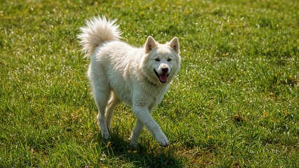 White Shepherd and Malamute breeds playing on lush green grass