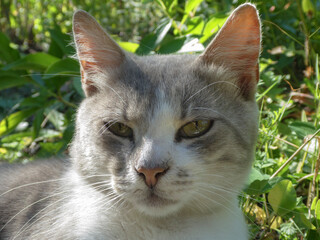 A beautiful, gray and white cat is basking in the sun among green foliage.