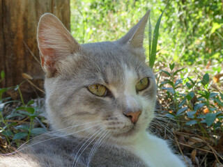 A beautiful, gray and white cat is basking in the sun among green foliage.
