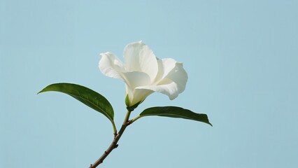 Fototapeta premium Isolated white gardenia bloom accompanied by foliage on a blue sky backdrop