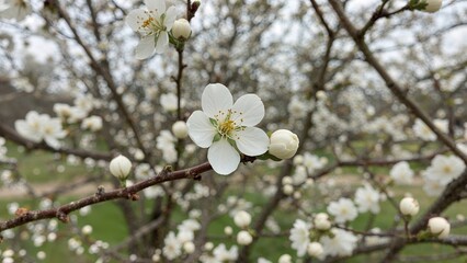 Spring scenery featuring white blossoms and buds on a wild cherry plum tree