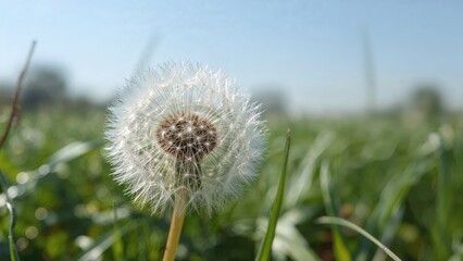 Naklejka premium Detailed view of white dandelion seeds in spring