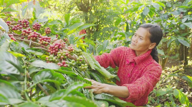 handpicking ripe red robusta coffee cherries, woman farmer harvesting in field, tree, selective picking, branch, farm, plantation