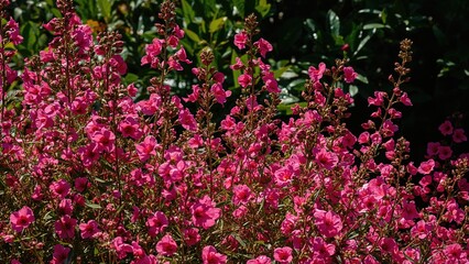 Lively Pink Floral Display Under Sunlight