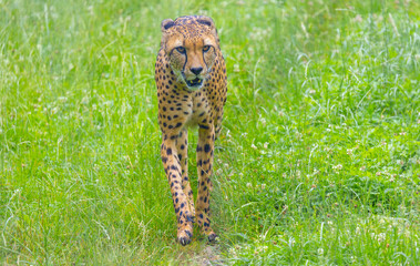 Gepard kommt entgegen, (Acinonyx jubatus)