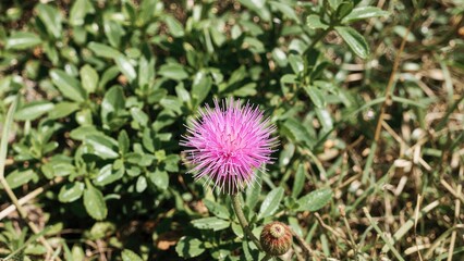 Native Pink Billy Button and Globe Amaranth Species, Gomphrena canescens, from the Amaranthaceae Family. Grows in Tropical Northern and Western Zones. Summer to Autumn Bloom Period.