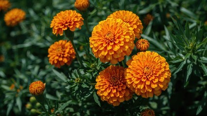 Delight in the glowing appeal of marigolds through a curated set of crisp and detailed pictures.