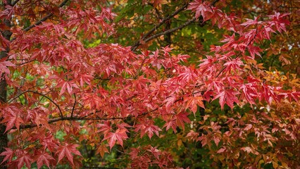 Scenic Fall View Featuring a Tree with Lobed Leaves and Vibrant Autumn Colors, Known for Its Winged Seeds and Use in Timber and Syrup Production