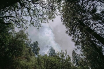 Obraz premium Forest Canopy With Smoke And Foggy Sky