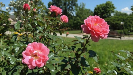 Radiant rose blooms surrounded by rich green plants in a bright summer setting