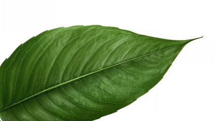 Obraz premium Isolated green foliage captured in close detail on white