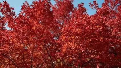Bright red maple leaves shine vividly on a sunny day, forming an abstract autumn design with nature and landscape elements