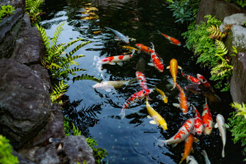 Colorful Koi Fish in Japanese Garden Pond