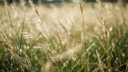 Fototapeta premium A peaceful macro image of thin grass blades dancing lightly in a soft breeze, reflecting the serene beauty of the outdoors under gentle sunlight.