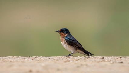 Fototapeta premium Swallow with Distinct Collar Poised on Ground, Vigilant in Its Wild Environment