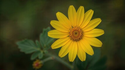 A bloom embodies nature's exquisite art, representing elegance and charm. Its lively petals sway softly in the wind, emitting hues that enchant the spirit.