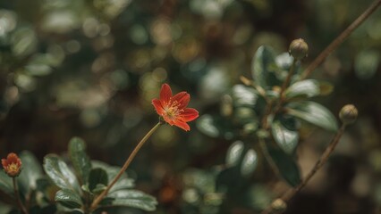 Obraz premium Red blossom out of focus with a natural backdrop