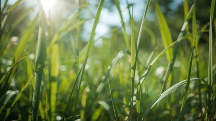 Hazy Green Natural Scenery