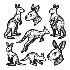 Kangaroo Moments in Expressive Wildlife Ink Illustrations