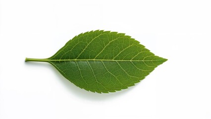 Obraz premium Blueberry leaves spread out on a clean white background