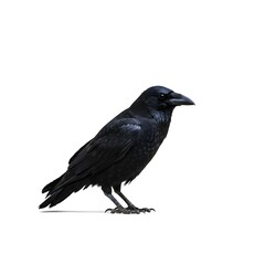 Raven portrait in full view