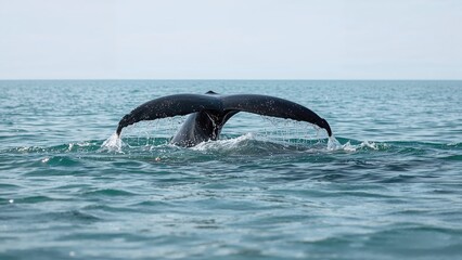 Fototapeta premium Massive whale fluke emerging from cold ocean