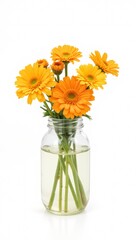 Fototapeta premium A gerbera in a bottle